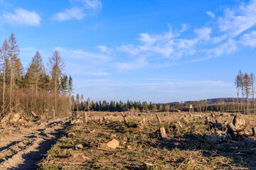 Fototapeta na wymiar Kahlschlag Wald Waldsterben Harz