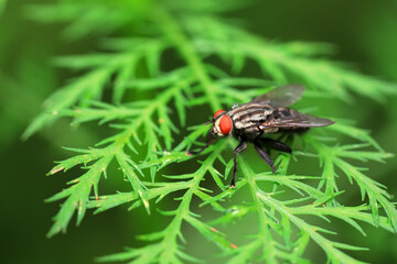 Flies on plants in the nature, North China Plain