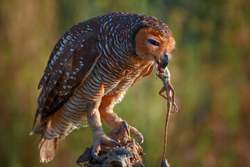 Portrait of an owl with its prey