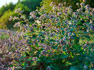 Łopian pajęczynowaty (Arctium tomentosum) – gatunek rośliny należący do rodziny astrowatych jest bardzo znaną i cenioną rośliną leczniczą