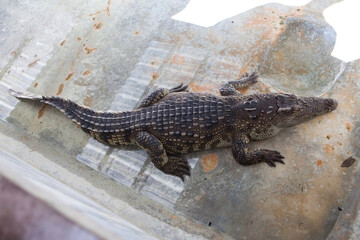 Crocodile farm and zoo. Crocodile farm in Thailand.