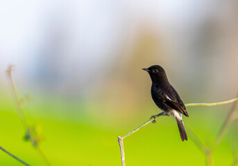 The pied bush chat Saxicola caprata  is a small passerine bird found ranging from West Asia and...