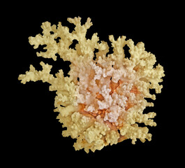Coral isolated on black background