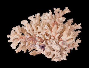 Coral isolated on black background © Dmitry
