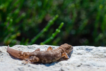 Even-fingered gecko genus Alcophyllex or squeaky gecko in wild nature
