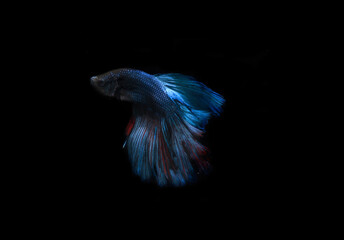 Beautiful Blue Giant Half Moon Cupang, Betta or Siamese Fighting fish, at Black background
