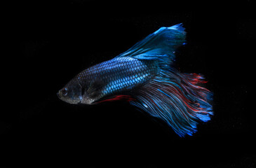 Beautiful Blue Giant Half Moon Cupang, Betta or Siamese Fighting fish, at Black background
 - obrazy, fototapety, plakaty