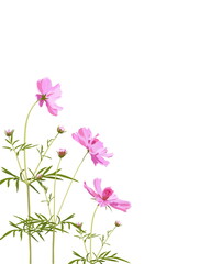 Fototapeta na wymiar Pink Cosmos and leaves on white background, digital draw, botanical illustration for design, vertical, vector.