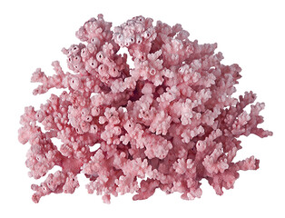 Coral isolated on white background © Dmitry