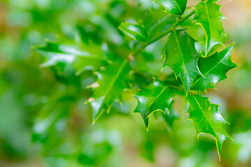 Branch with red berries and leaves of Ilex Aquifolium