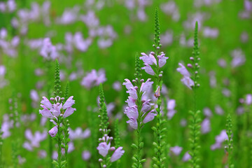 False dragon head flowers in garden, North China