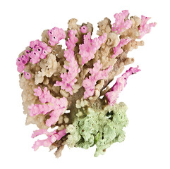 Coral isolated on white background © Dmitry