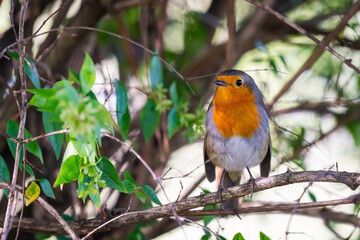 A red robin or Erithacus rubecula. This bird is a regular companion during gardening pursuits