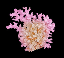Coral isolated on black background © Dmitry