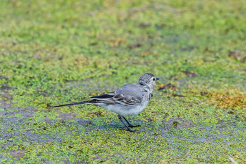 White Wagtail or Motacilla alba. Wagtails is a genus of songbirds. Wagtail is one of the most...