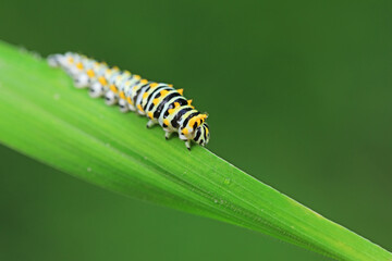 Larvae of the Golden Phoenix butterfly on wild plants, North China