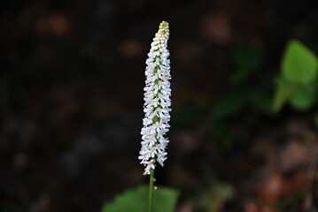 Blume am Blue Ridge Parkway, North Carolina