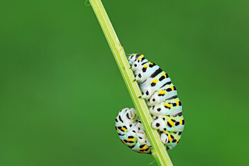 Larvae of the Golden Phoenix butterfly on wild plants, North China