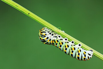 Fototapeta premium Larvae of the Golden Phoenix butterfly on wild plants, North China