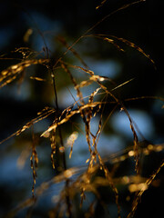 golden grass in autumn