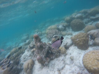 fish