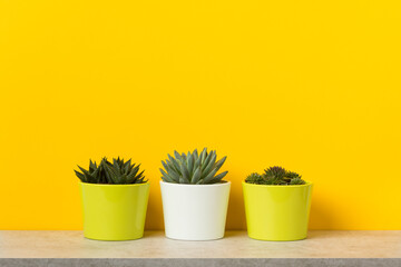 three small houseplants in flower pots in front of vibrant yellow wall