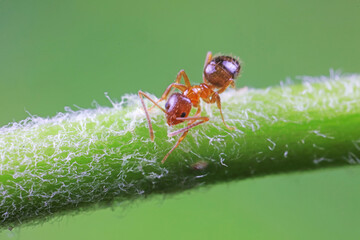 Ants on wild plants, North China