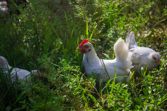 Beutiful white chiken together in the grass, Makassar - South sulawesi, Indonesia (Ryan farm).