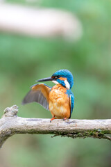 Eurasian kingfisher (Alcedo atthis) cleaning his feathers on his perch in autumn.