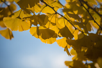 日に透ける銀杏