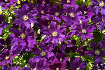 Bright large purple clematis flowers.