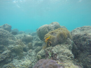 fish