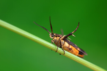 Moths on leaves in nature, North China Plain