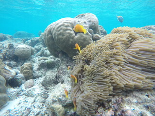 fish