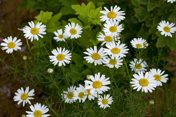 Bright summer chamomile flowers in the sun.