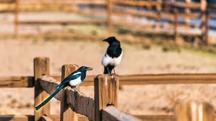 The two magpies