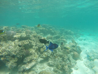 Fototapeta premium fish