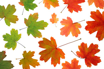 Maple gradient green-red leaves with backlit isolated on white background