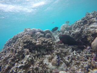fish