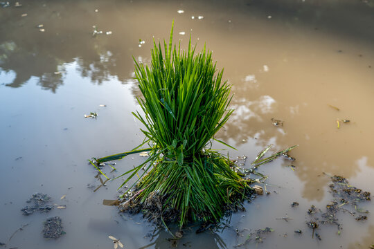 Grass On White Background