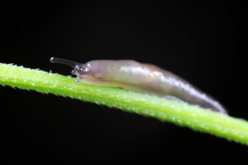 Slugs live on wild plants, North China