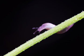Slugs live on wild plants, North China