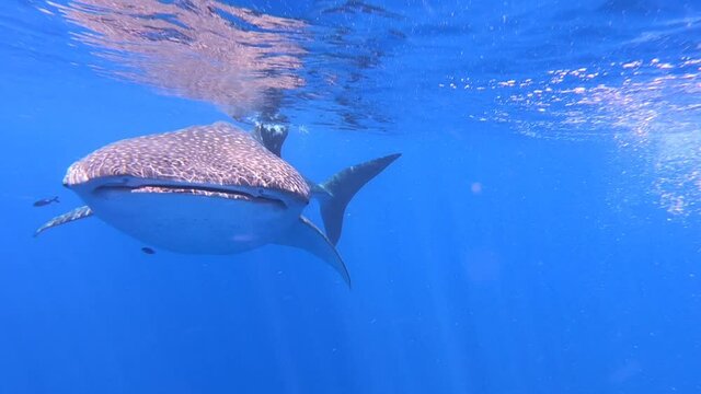 Slow motion shot Big whale shark (Rhincodon typus) feeding on plancton behind boat at night and swims in blue water in Maldives,Bohol Sea, Oslob, Cebu, Philippines, Southeast Asia.