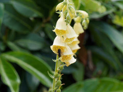 Digitale à grandes fleurs jaune clair ou digitalis grandiflora aux lèvres inférieures tachées de brun visitée par une abeille solitaire (Anthidium florentinum)