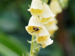 Digitale à grandes fleurs jaune clair ou digitalis grandiflora aux lèvres inférieures tachées de brun visitée par une abeille solitaire (Anthidium florentinum) © Marc
