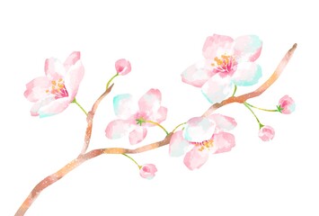 Naklejka na ściany i meble 優しいタッチの桜のイラスト