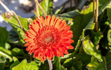 Beatuty of nature : Gerbera flower in sunny light