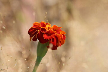 Marigold is one of the famous flowers belongs to &ldquo;compositae&rdquo; family and cultivated throughout India all around the year. These flowers are used for many purposes like religious/spiritual function
