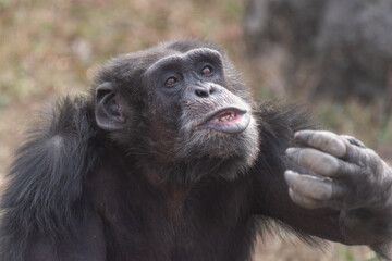 表情豊かなチンパンジー