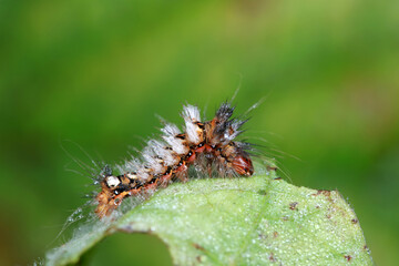 Lepidoptera larvae on leaves of wild plants, North China